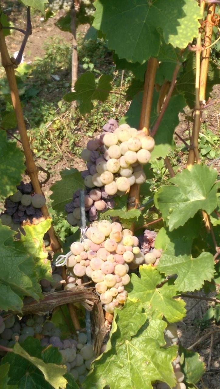 Wein- Und Gaestehaus Genetsch ลีเซอร์ ภายนอก รูปภาพ